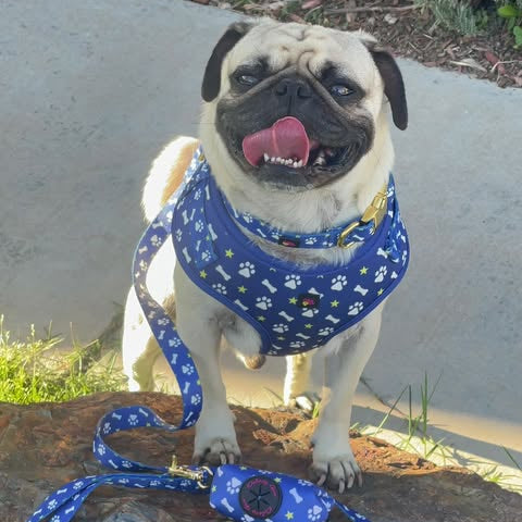 Pug dog wearing a blue harness and leash on a rock