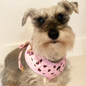 Small dog wearing a pink bandana with black paw prints on a light background