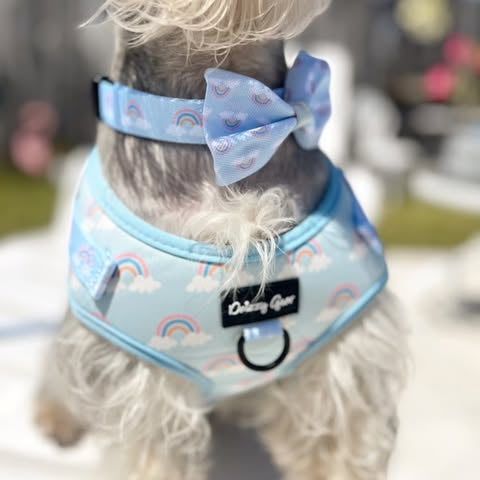 Dog wearing a light blue harness with rainbow patterns and a bow tie.