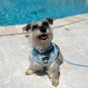 Small dog on a leash by a pool