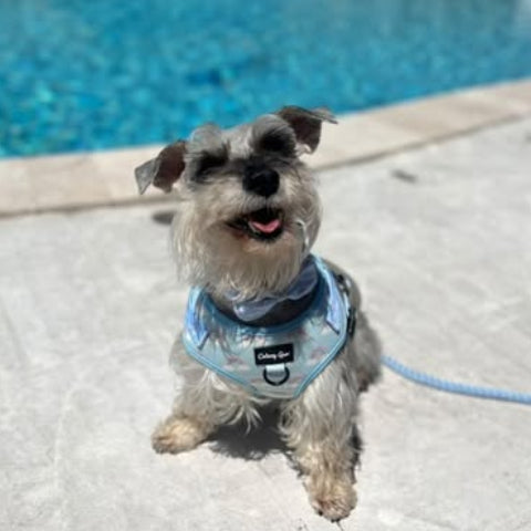 Small dog on a leash by a pool