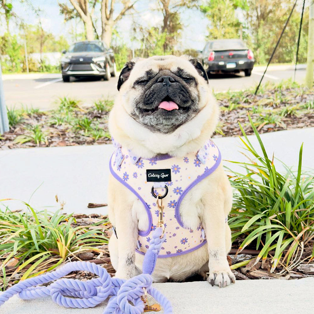Pet harness, collar, and bow tie set with purple floral pattern on a white background