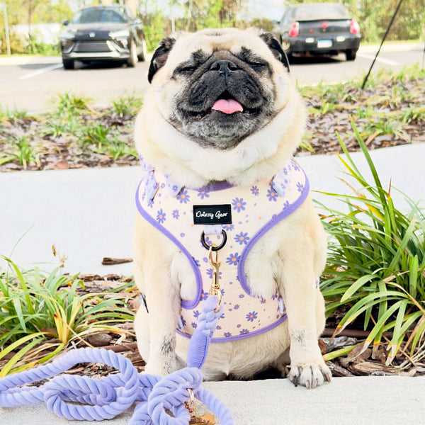 Pug wearing a floral harness with a leash, sitting outdoors on a sunny day.