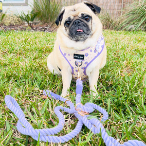 Pug wearing a purple harness and leash on grass