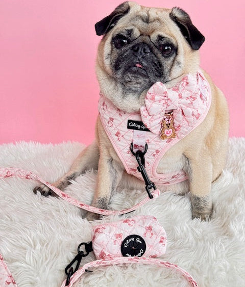 Pug wearing a pink floral harness and leash set on a white surface with a pink background