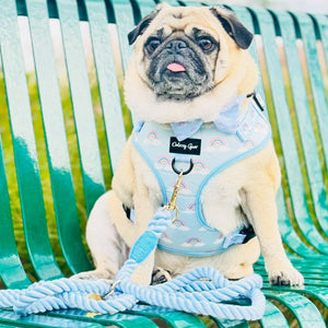 Pug dog wearing a light blue harness with rainbow patterns sitting on a green bench.