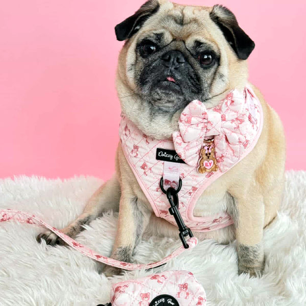 Teddy Coquette Dog Harness Matching Walking Set
