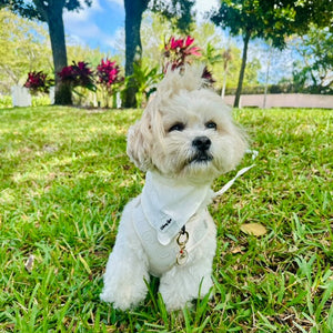 Small white dog on a grassy field with trees and flowers in the background