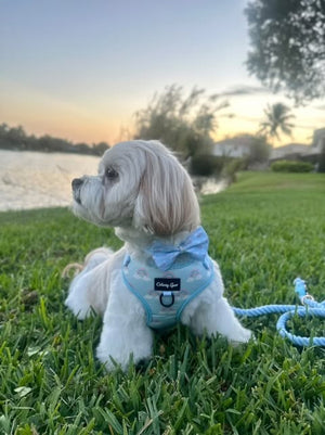 Rainbow Bliss Dog Harness Matching Walking Set