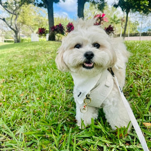 Small white dog on a leash in a park with green grass and trees.