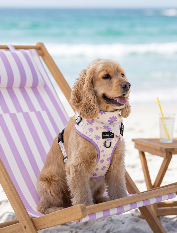 Dog wearing a harness with a floral design on a beach chair by the ocean.