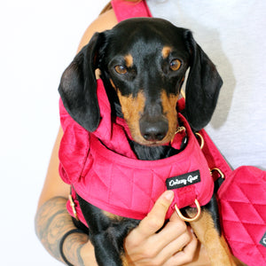 Red Velvet Pup Wishes Mom & Pup Matching Bundle
