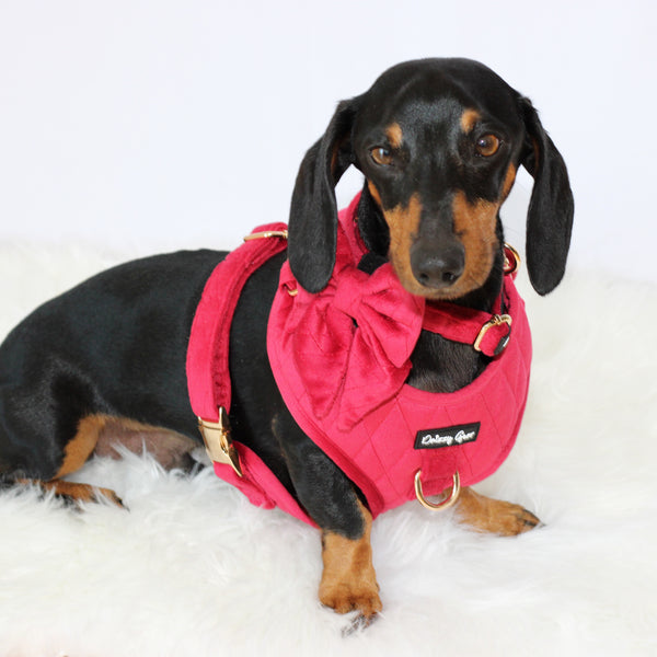Dog wearing a pink coat with a bow on a white background