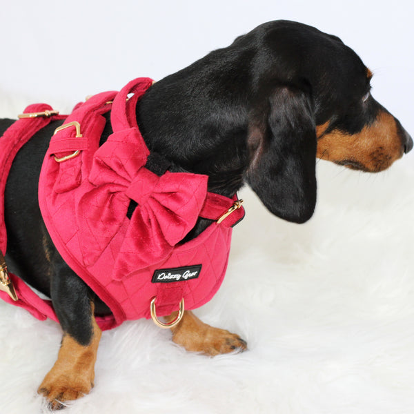 Red Velvet Pup Wishes Mom & Pup Matching Bundle