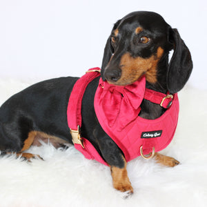 Dog Red Velvet 5-Piece Deluxe Matching Set - Pup wishes