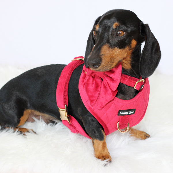 Dog Red Velvet 5-Piece Deluxe Matching Set - Pup wishes